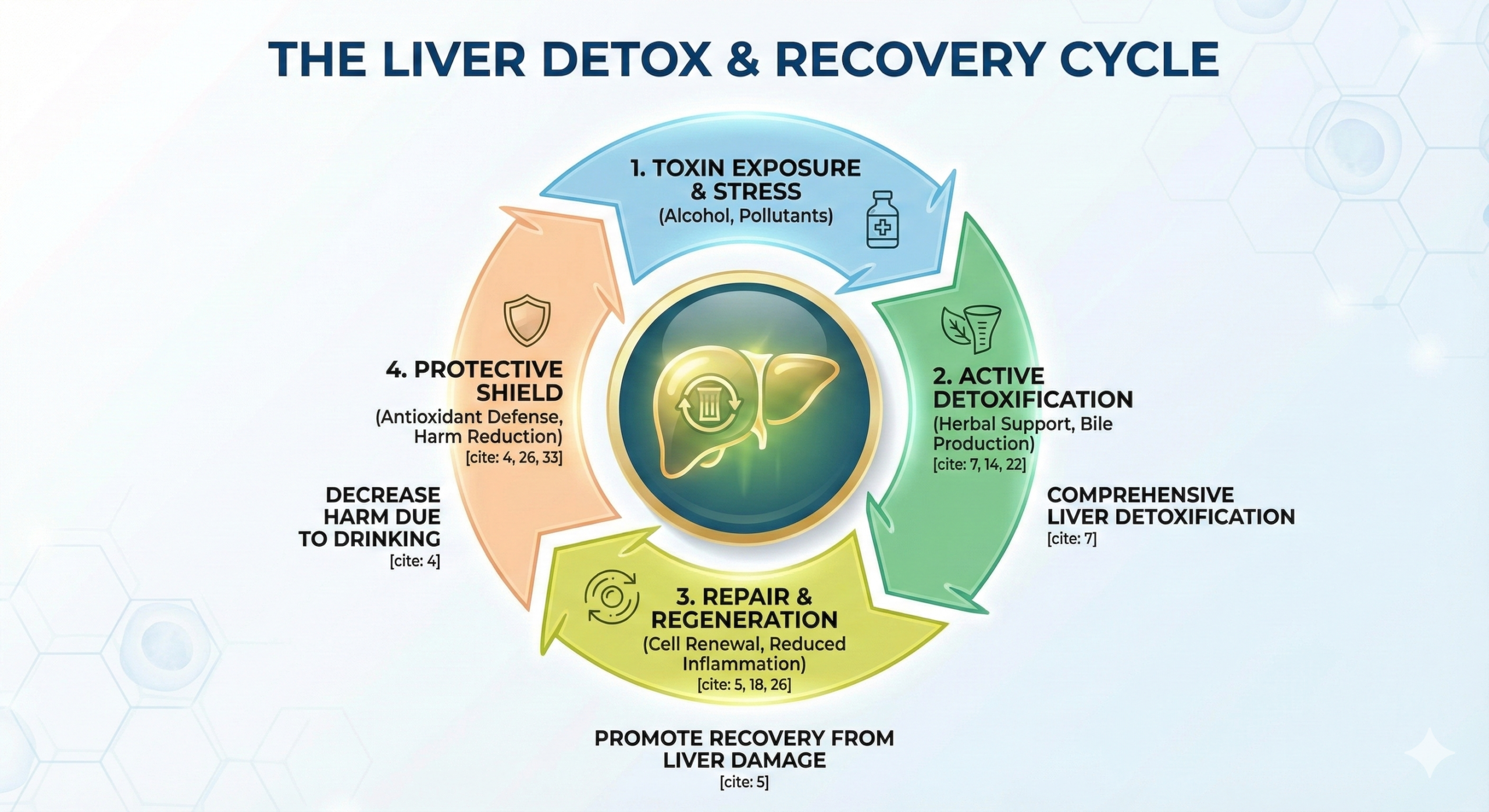 Liver Recovery Cycle